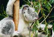 Koala bélyegkép