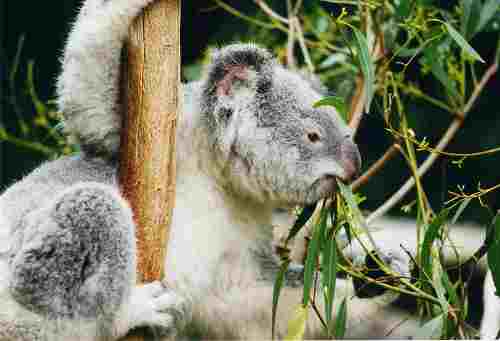 A fára mászó koala